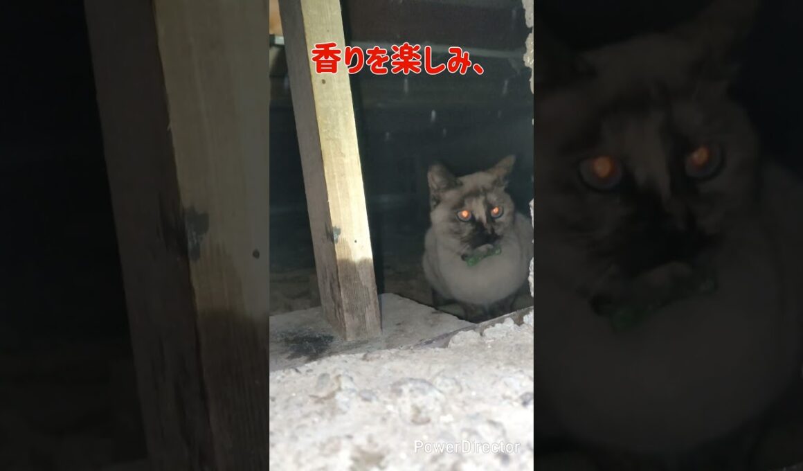 メシの支度　#シャムミックス