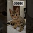 #734 ごろごろ甘えてくれてる 生後4ヶ月の頃 #子猫 まろん 2023.11.1生まれミックス 女の子 1歳10ヶ月