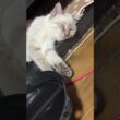 AVラックから、顔と手を出し、熟睡するシャムの子ネコ雫ちゃん