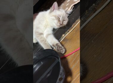 AVラックから、顔と手を出し、熟睡するシャムの子ネコ雫ちゃん