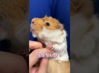 一緒に手遊びするアビシニアンモルモット