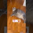 毎日暑いね #アメリカンカール #猫動画 #shortsvideo
