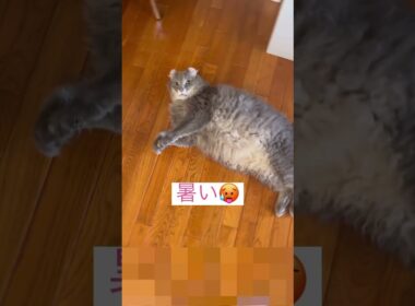 毎日暑いね #アメリカンカール #猫動画 #shortsvideo