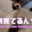 バーマン猫ガブとラフ【何見てるん？】What are you looking at?（バーマン猫）Birman/Cat