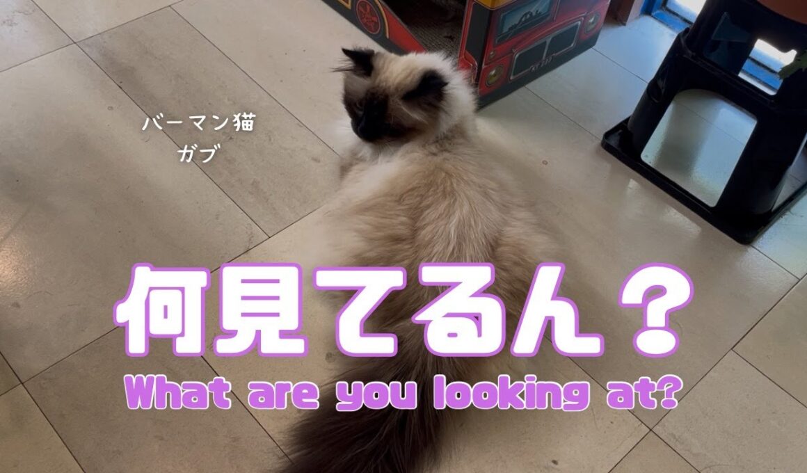 バーマン猫ガブとラフ【何見てるん？】What are you looking at?（バーマン猫）Birman/Cat