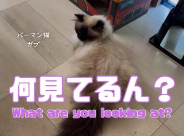 バーマン猫ガブとラフ【何見てるん？】What are you looking at?（バーマン猫）Birman/Cat