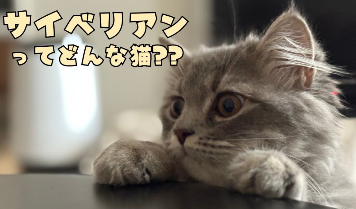 【サイベリアンを本音で解説！】ラグドールが語るリアルな性格と特徴｜あたち日記#23