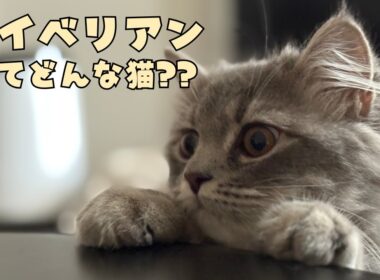 【サイベリアンを本音で解説！】ラグドールが語るリアルな性格と特徴｜あたち日記#23