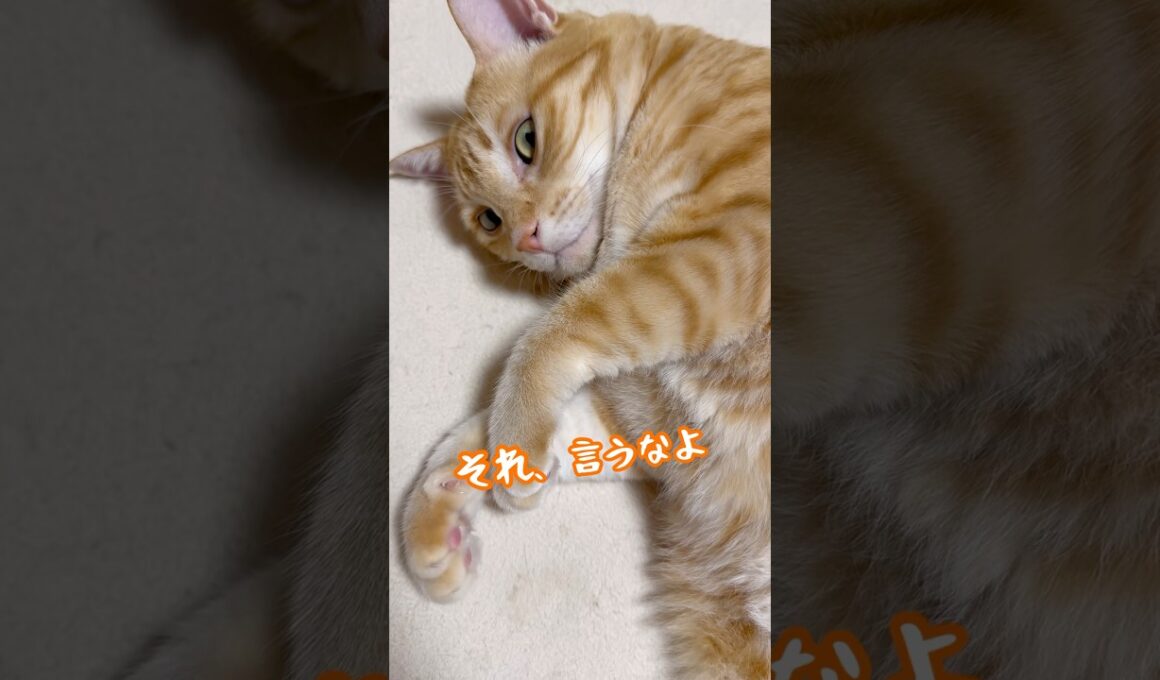 太った？と言われた猫  #ボブテイル猫 #茶トラ男子なつ #猫ダイエット