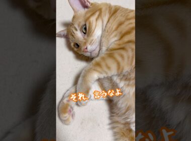 太った？と言われた猫  #ボブテイル猫 #茶トラ男子なつ #猫ダイエット
