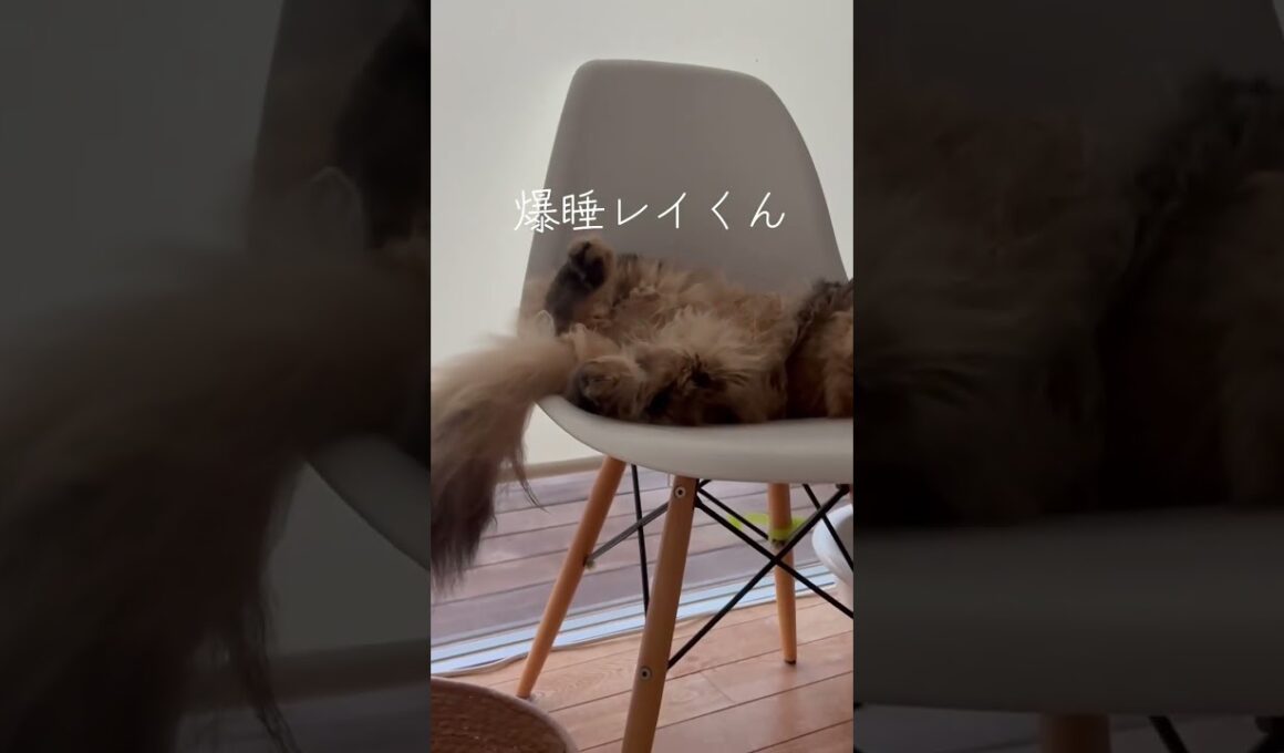 爆睡レイくん。#cat #ペルシャ #もふもふ #スコッティッシュフォールド