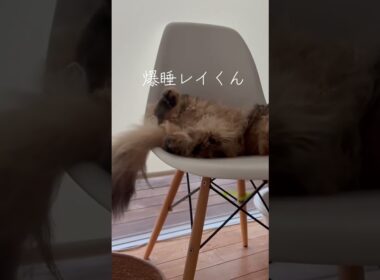 爆睡レイくん。#cat #ペルシャ #もふもふ #スコッティッシュフォールド