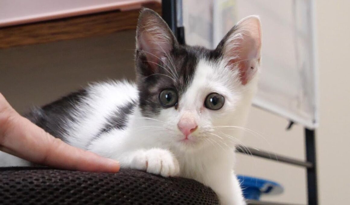 用水路で声が枯れるほど鳴いていた子猫を保護しました【赤ちゃん猫　保護猫】
