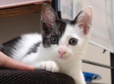 用水路で声が枯れるほど鳴いていた子猫を保護しました【赤ちゃん猫　保護猫】