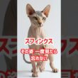 スフィンクス❗その姿一度見たら忘れない‼️　　#ネコの雑学　#雑学　#スフィンクス　#スフィンクス!その姿一度見たら忘れない!