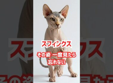 スフィンクス❗その姿一度見たら忘れない‼️　　#ネコの雑学　#雑学　#スフィンクス　#スフィンクス!その姿一度見たら忘れない!