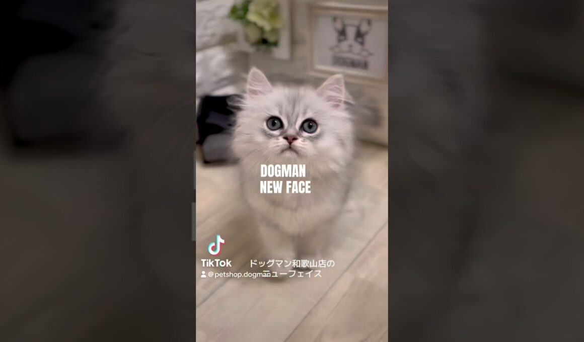可愛いペルシャの子猫#shorts