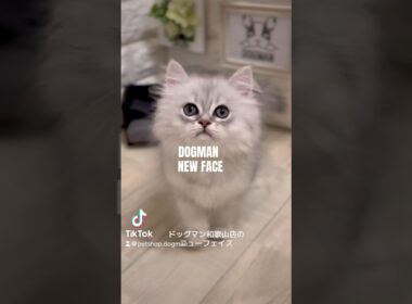 可愛いペルシャの子猫#shorts