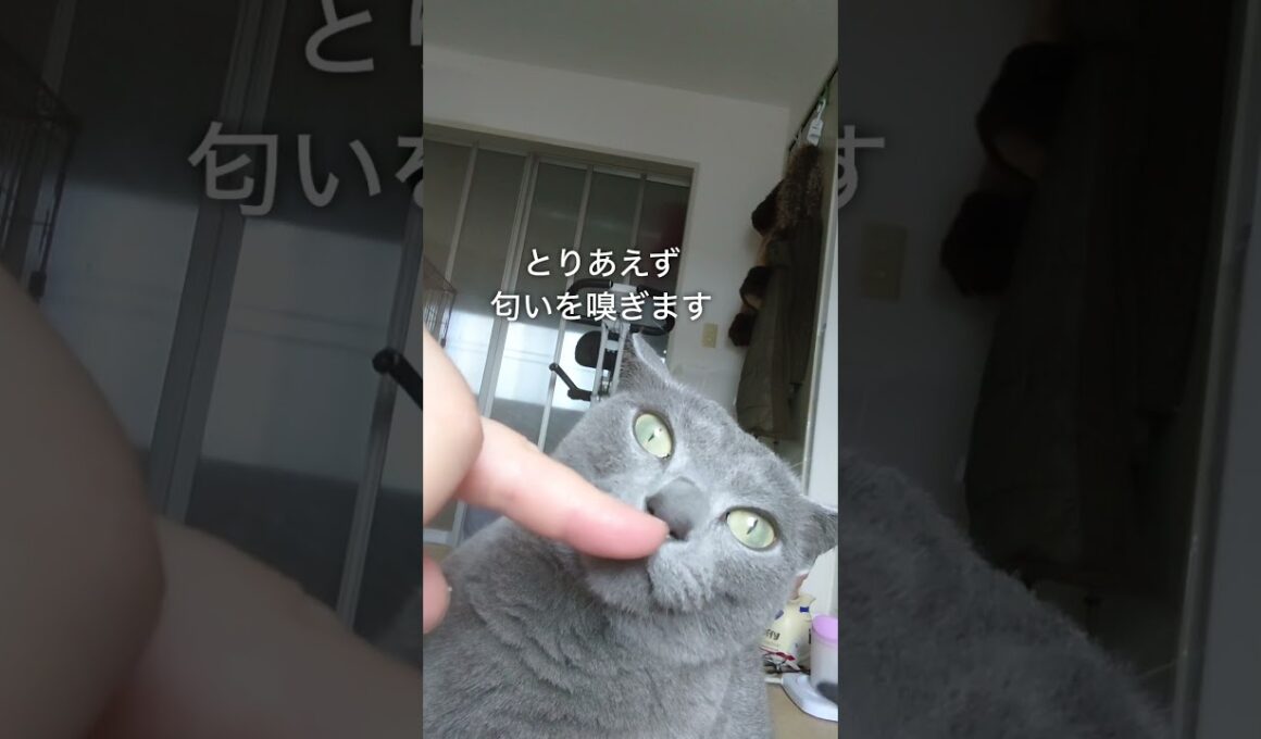 【猫動画】起きた途端おねだりするロシアンブルー【Russian blue】As soon as you get up Russian blue　#shorts