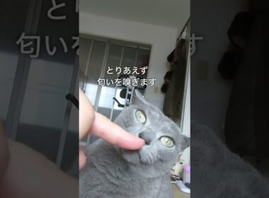【猫動画】起きた途端おねだりするロシアンブルー【Russian blue】As soon as you get up Russian blue　#shorts