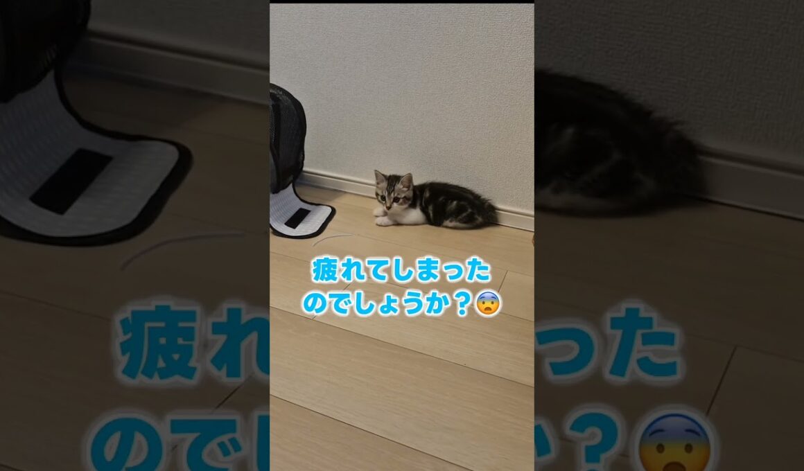 ひとり運動会の途中で退場した子猫