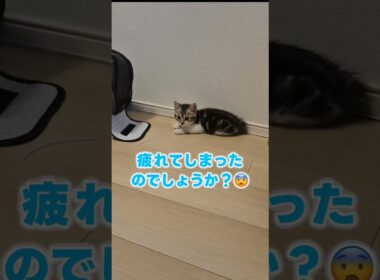 ひとり運動会の途中で退場した子猫