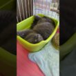 セルカークレックス