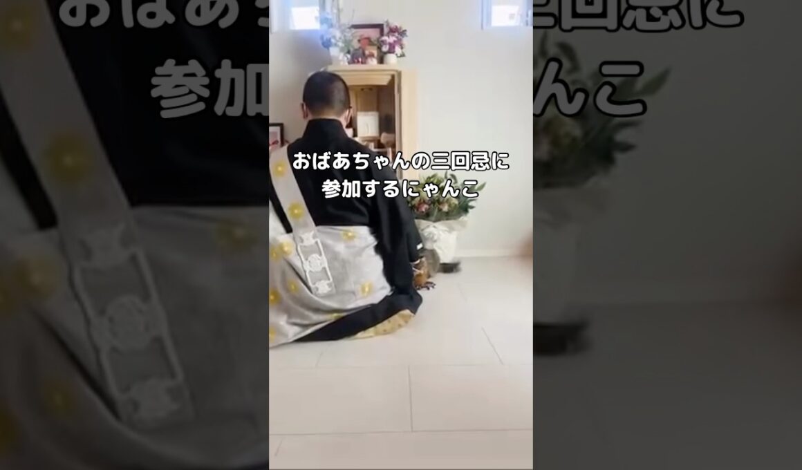 おばあちゃんの三回忌に参加する猫 #猫 #ラガマフィン #三回忌 #shorts
