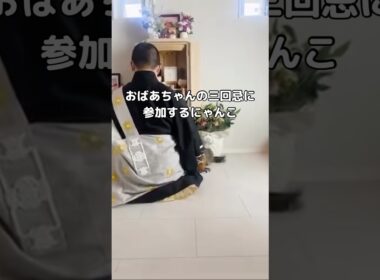 おばあちゃんの三回忌に参加する猫 #猫 #ラガマフィン #三回忌 #shorts