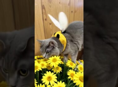 子猫に羽が生えたら、蜂の様に飛ぶ #子ネコ #サイベリアン #猫のいる暮らし #cat