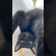 昼下がりの黒猫　#ボンベイ #子猫 #cat #bombay #猫のいる暮らし #ねこのいる生活 #ねこ #ねこ動画 #猫好きさんと繋がりたい #かわいい #癒やし #お昼寝