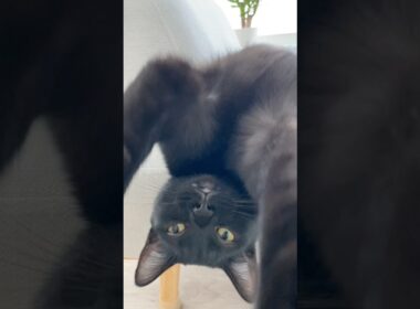 昼下がりの黒猫　#ボンベイ #子猫 #cat #bombay #猫のいる暮らし #ねこのいる生活 #ねこ #ねこ動画 #猫好きさんと繋がりたい #かわいい #癒やし #お昼寝