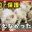 海辺から保護した子猫たち…幸せな日々と突然の別れ
