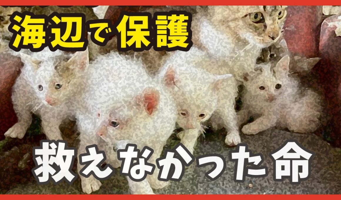 海辺から保護した子猫たち…幸せな日々と突然の別れ