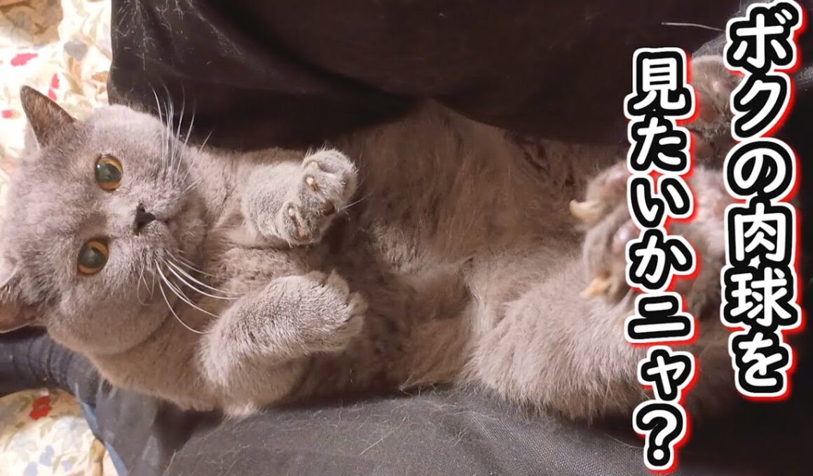 【保護猫】甘えん坊猫の肉球を見てみたい【ブリティッシュショートヘア】