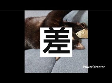 お猫様はツンデレすぎる。#ねこのいる暮らし #ねこ #ぐうたら #cat