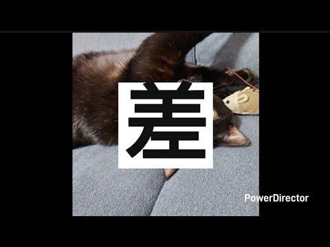 お猫様はツンデレすぎる。#ねこのいる暮らし #ねこ #ぐうたら #cat