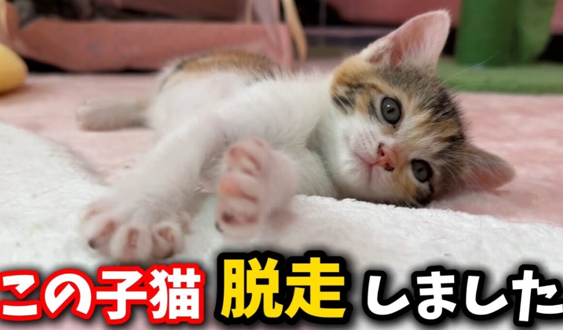 生後1ヶ月の子猫が脱走してしまいました