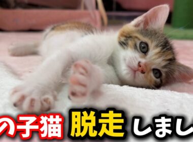 生後1ヶ月の子猫が脱走してしまいました