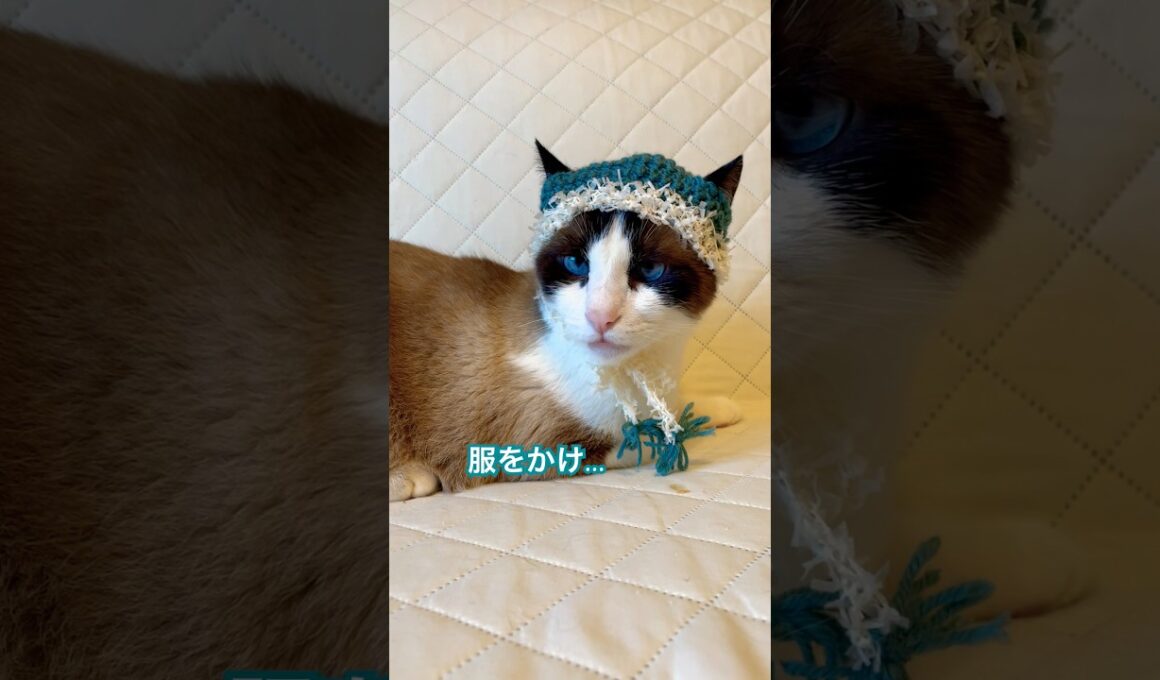 ひらめき！なぞなぞがこの猫には難し過ぎた  #ラバーガールショートコント#cat #shorts