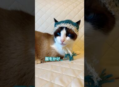 ひらめき！なぞなぞがこの猫には難し過ぎた  #ラバーガールショートコント#cat #shorts