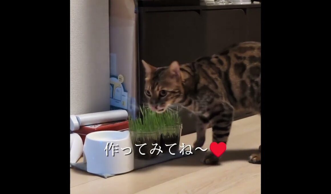 これ好き❤️#トゥラ道 #cat #猫のいる暮らし #ベンガル #ねこ