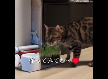 これ好き❤️#トゥラ道 #cat #猫のいる暮らし #ベンガル #ねこ