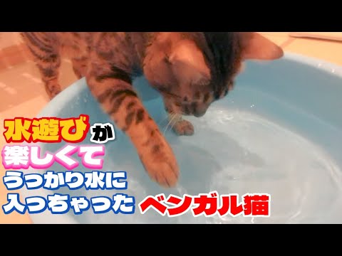 【ベンガル猫】水遊びが楽しくてうっかり水に入っちゃったベンガル猫