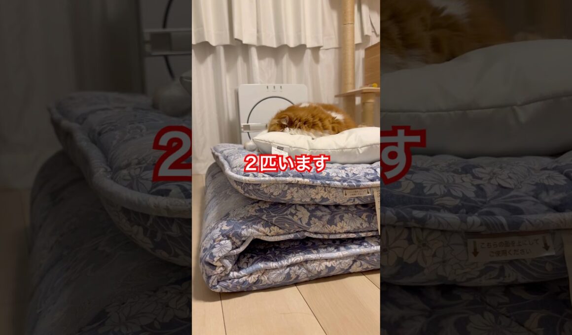 布団を陣取る猫　#cat #shorts #スコティッシュフォールド