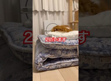 布団を陣取る猫　#cat #shorts #スコティッシュフォールド