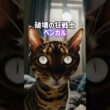 悪魔の猫5選👿👻ベンガル•シャム•メインクーン•スフィンクス•サイベリアン