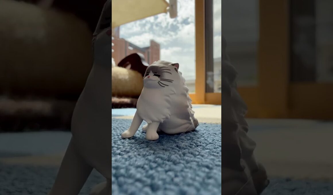 ガチャガチャで当たったオモチャがまさかの…⁉️🐈　#ラグドール #猫のいる暮らし #猫のいる生活 #ragdollcat #cat