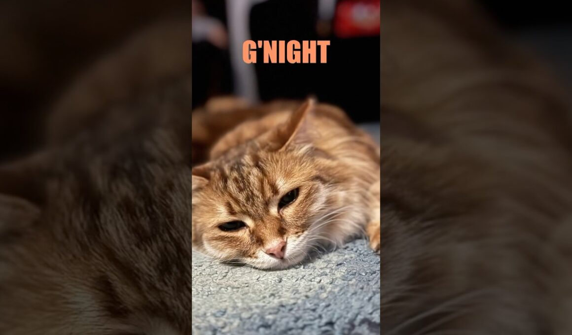 Our super sleepy Siberian Cat #siberiancat #siberian #cat