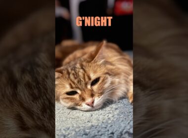 Our super sleepy Siberian Cat #siberiancat #siberian #cat